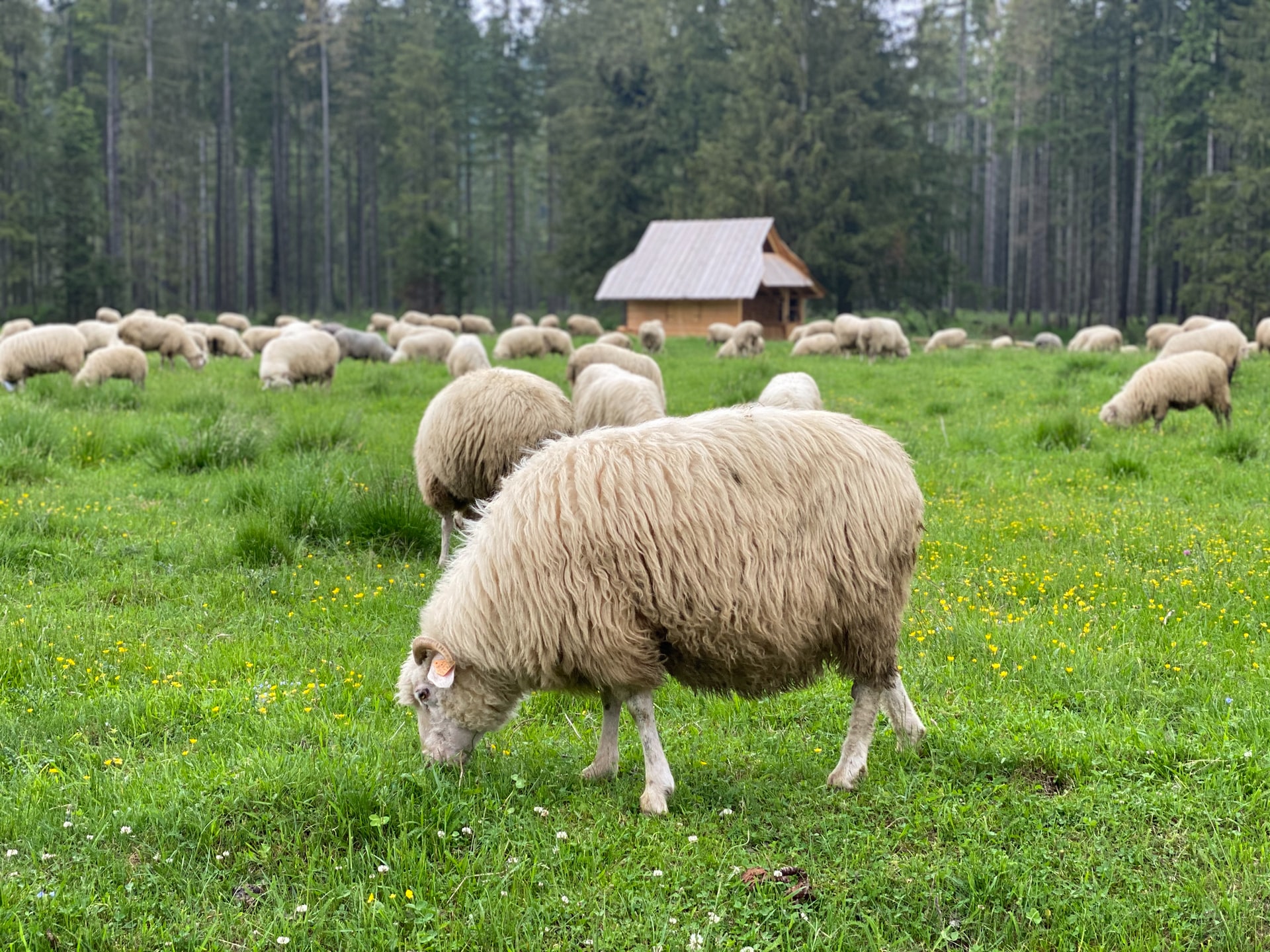 green grass