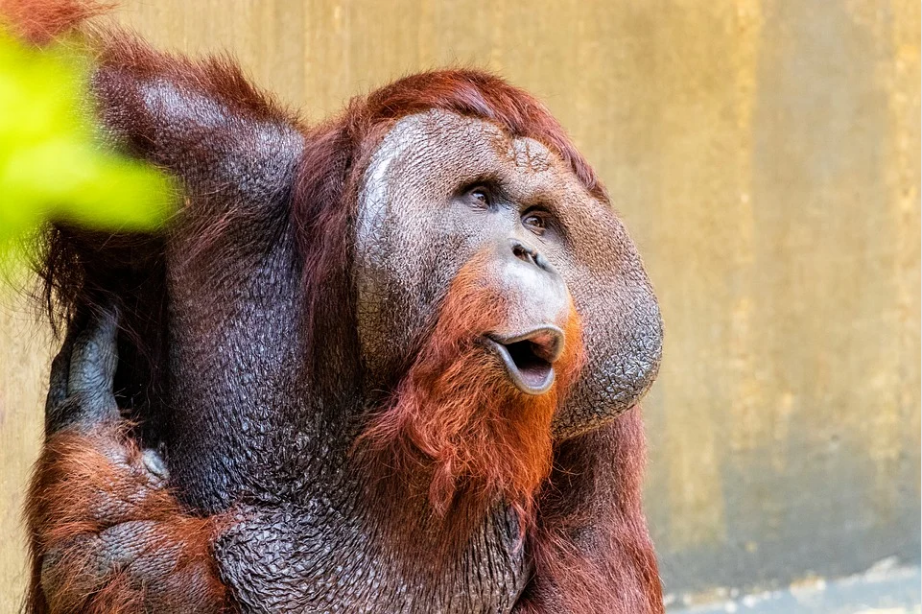 Orangutans
