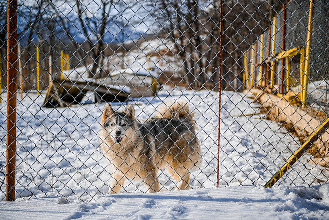 fence