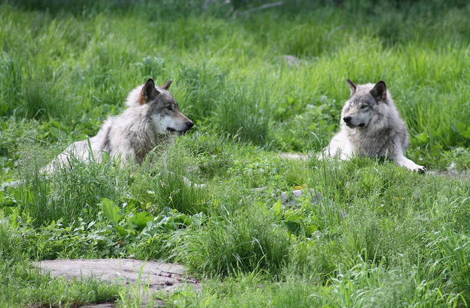 wolfdog